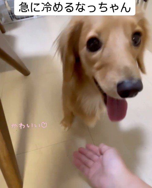 話しかけてくる女性を見つめる犬