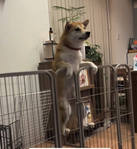 柵に登る犬3