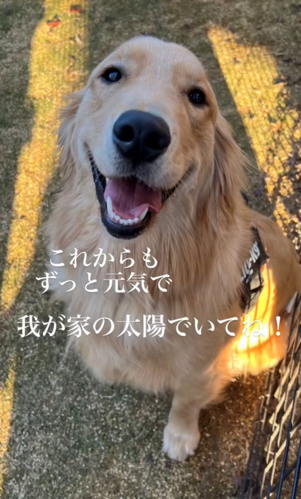 笑顔でこちらを見る犬