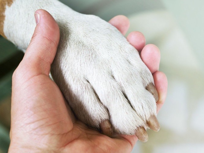 犬の前足