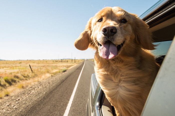 車窓から顔を出している犬