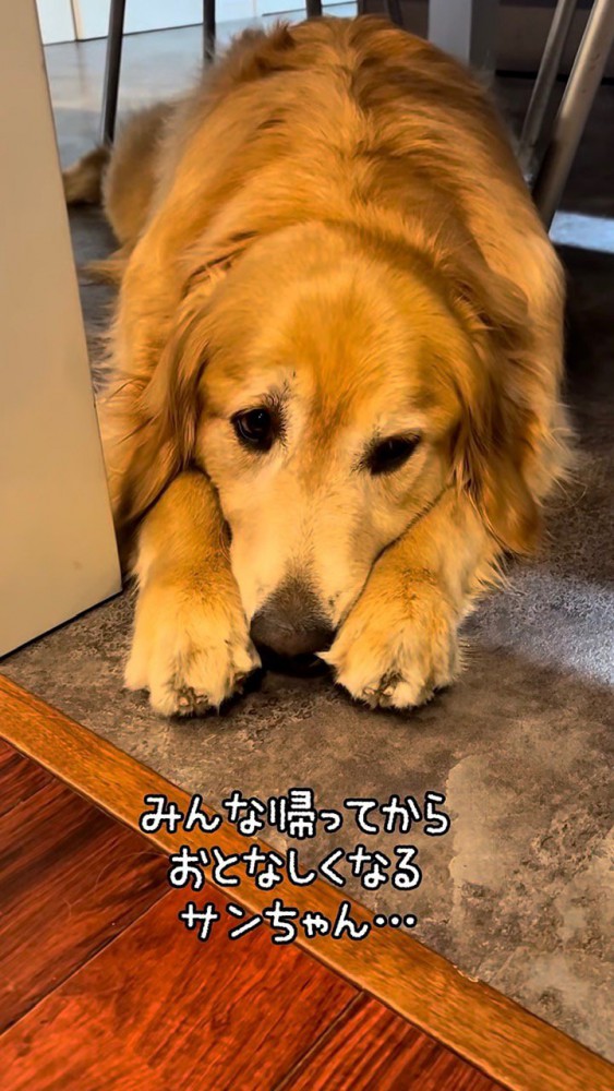 寂しそうに伏せるゴールデン