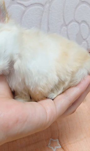 生後1か月のチワワちゃん