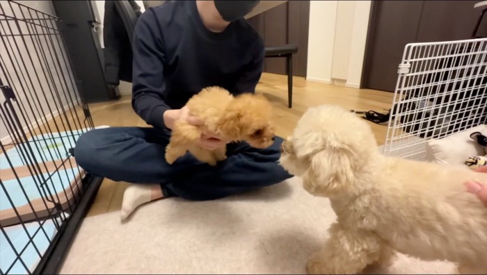 鼻を嗅ぎ合う子犬と成犬