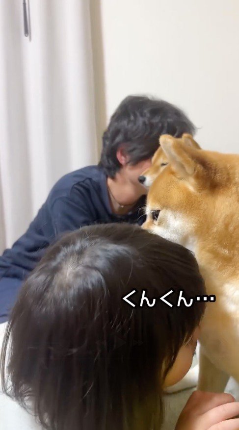 犬のにおいを嗅ぐ女の子