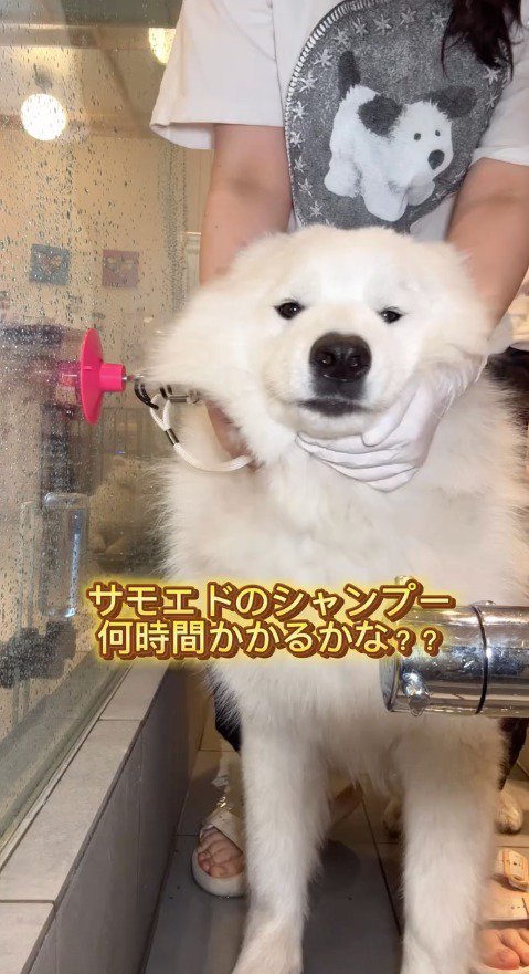 スタッフに首を撫でられる犬