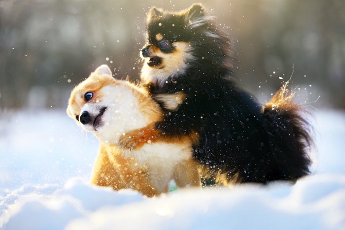 雪の上でじゃれ合うチワワとコーギー