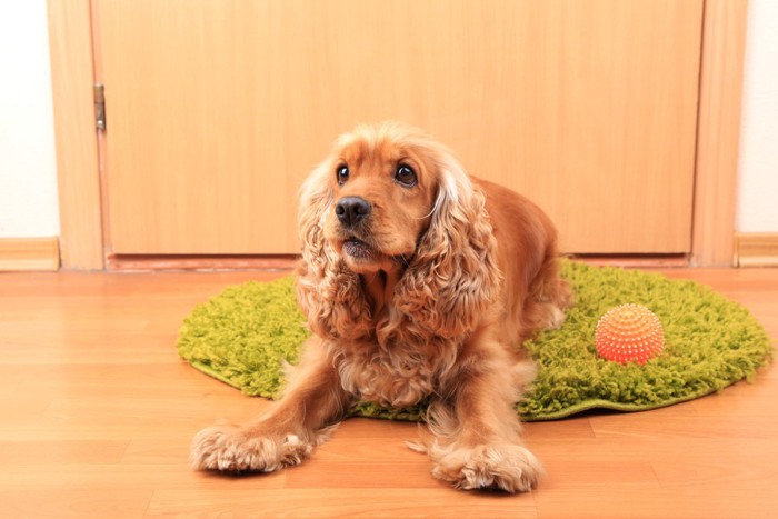 ドアの前でおもちゃを持つ犬