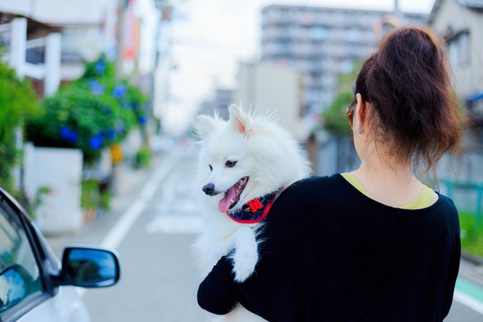 抱っこされている犬