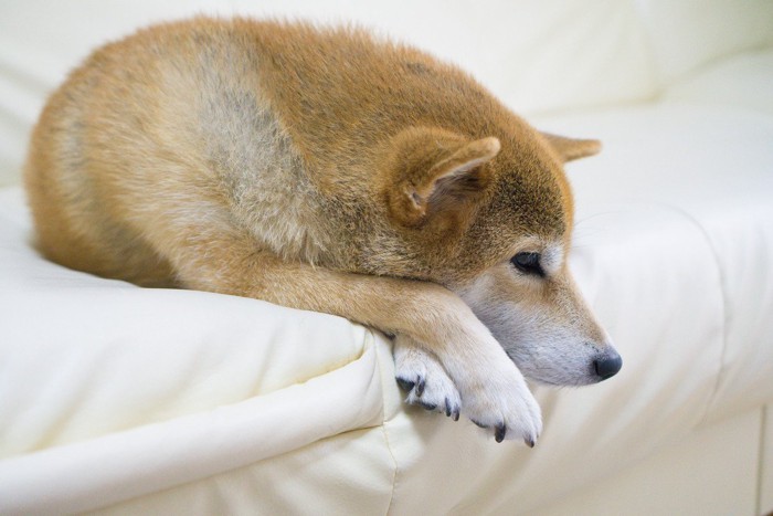 ソファで伏せている柴犬