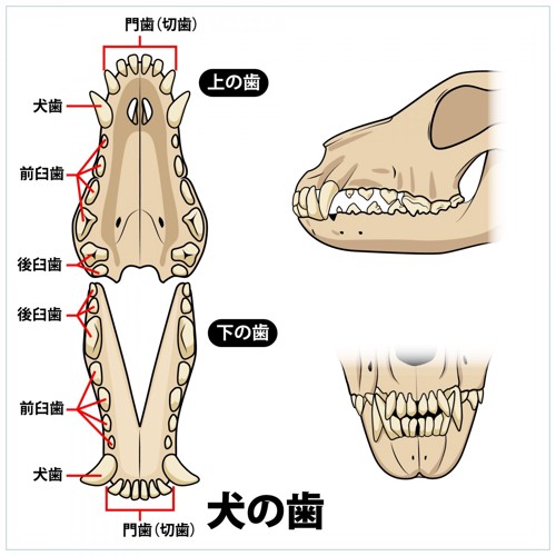 歯の説明