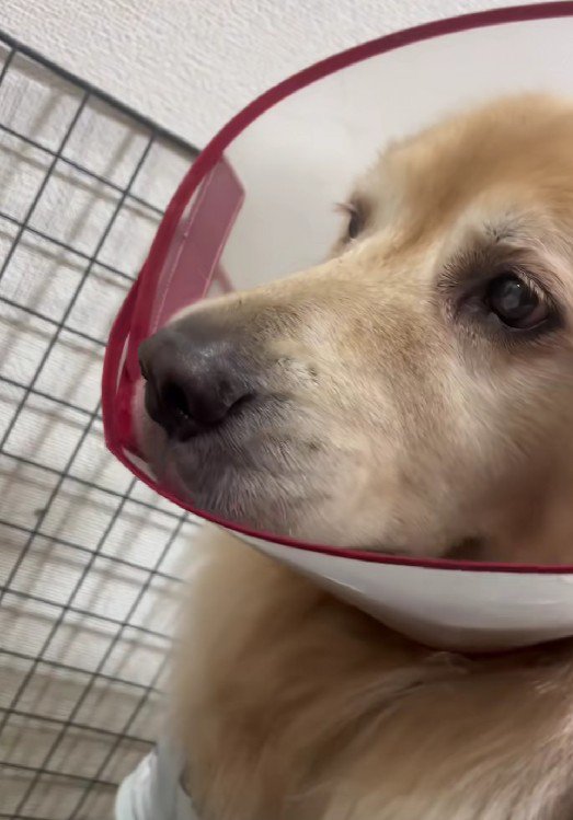 二重ロック役のバルドちゃん