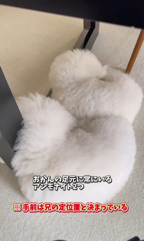 似すぎているおうじ君＆あんじちゃん2