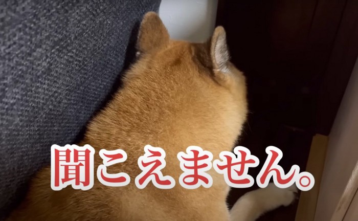 聞こえませんという犬