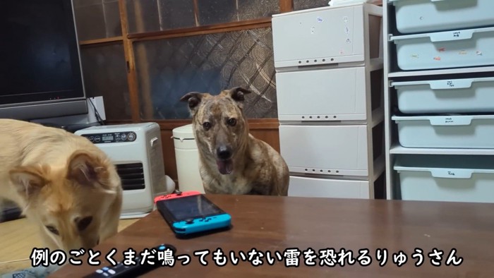 りゅうさんを励ますもかちゃん