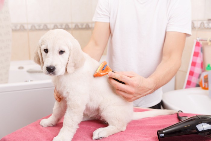 お手入れされている子犬のゴールデンレトリバー