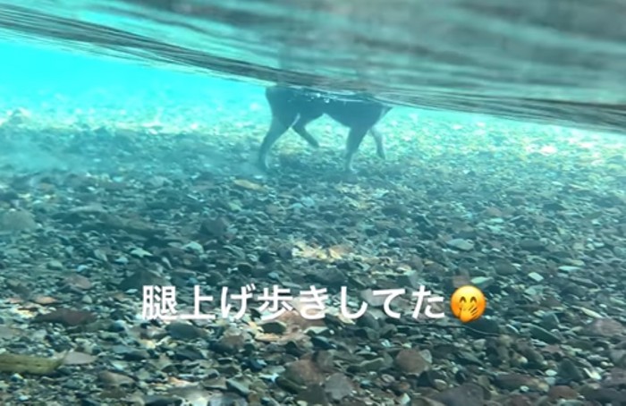 水の中を歩く犬2