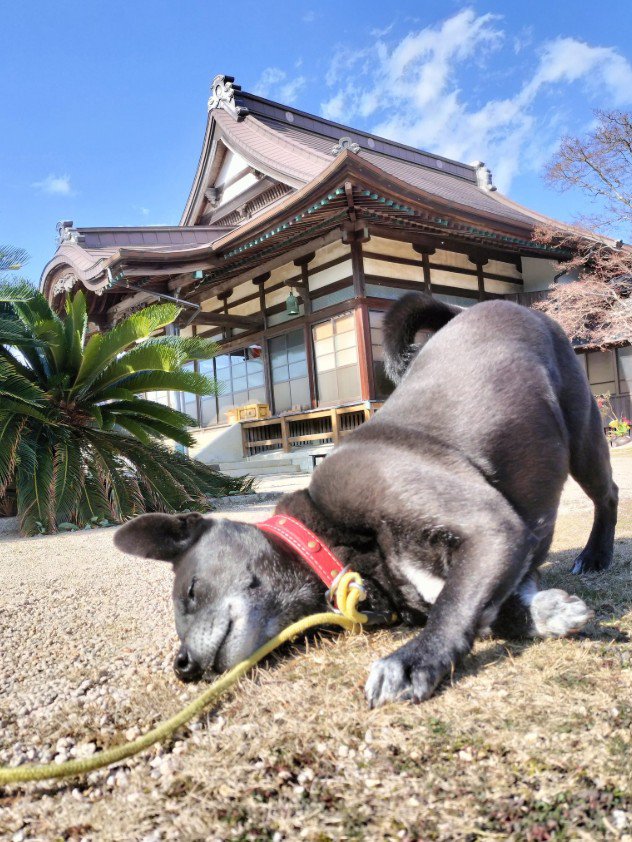 ブラジルの犬の声、聞こえたかな?
