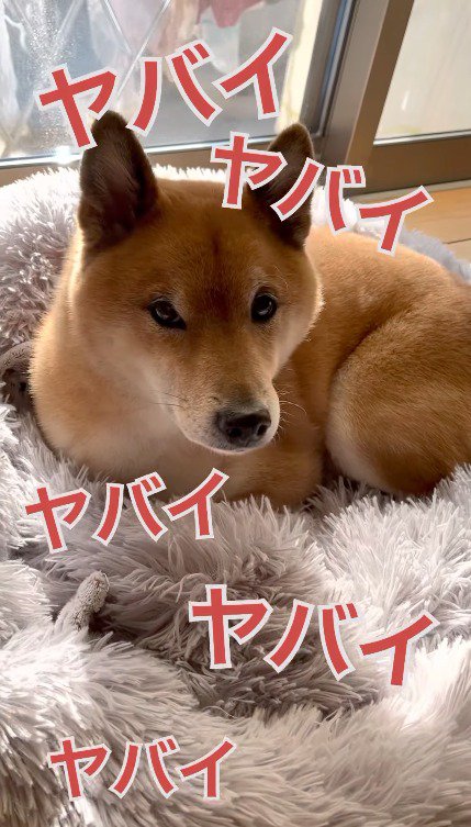 飼い主から目を逸らす犬