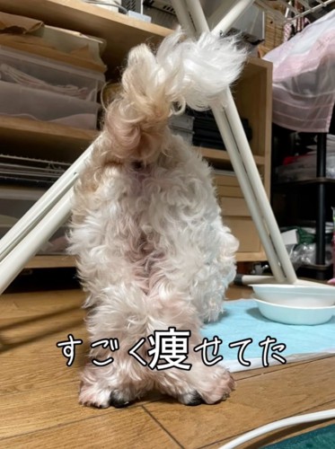痩せている犬のお尻