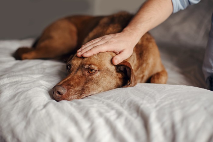 飼い主になでられながら寝ている体調が悪そうな犬