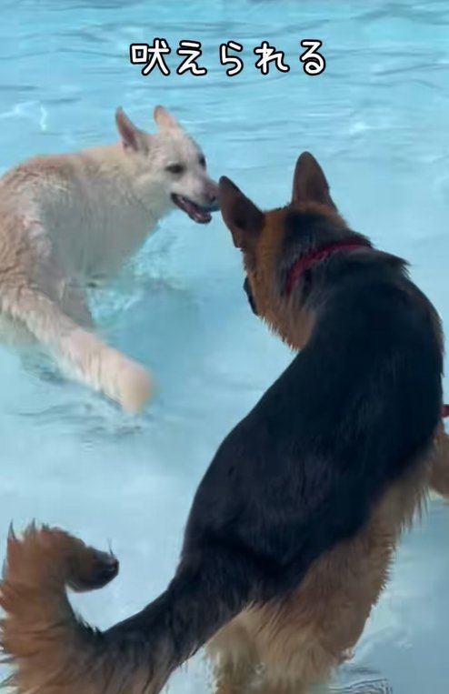 吠えられる大型犬