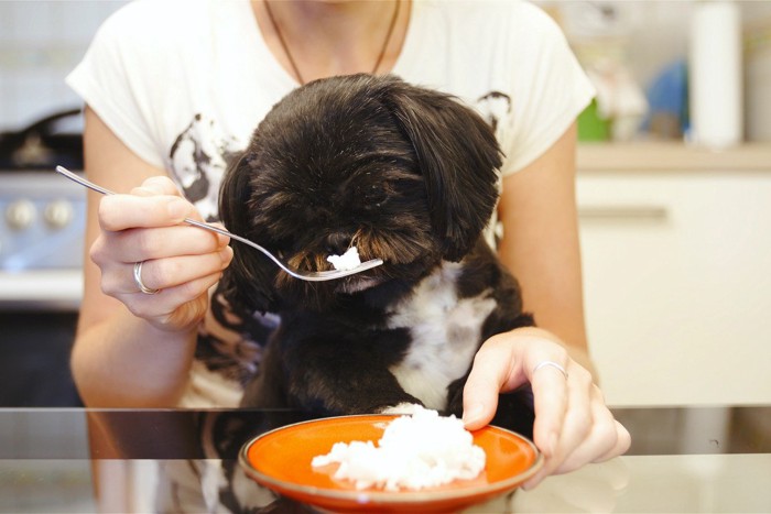 犬に食べ物を与える人