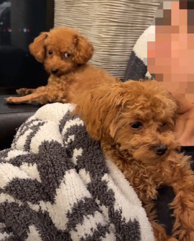 先輩犬の雲ちゃんがジロリ…!