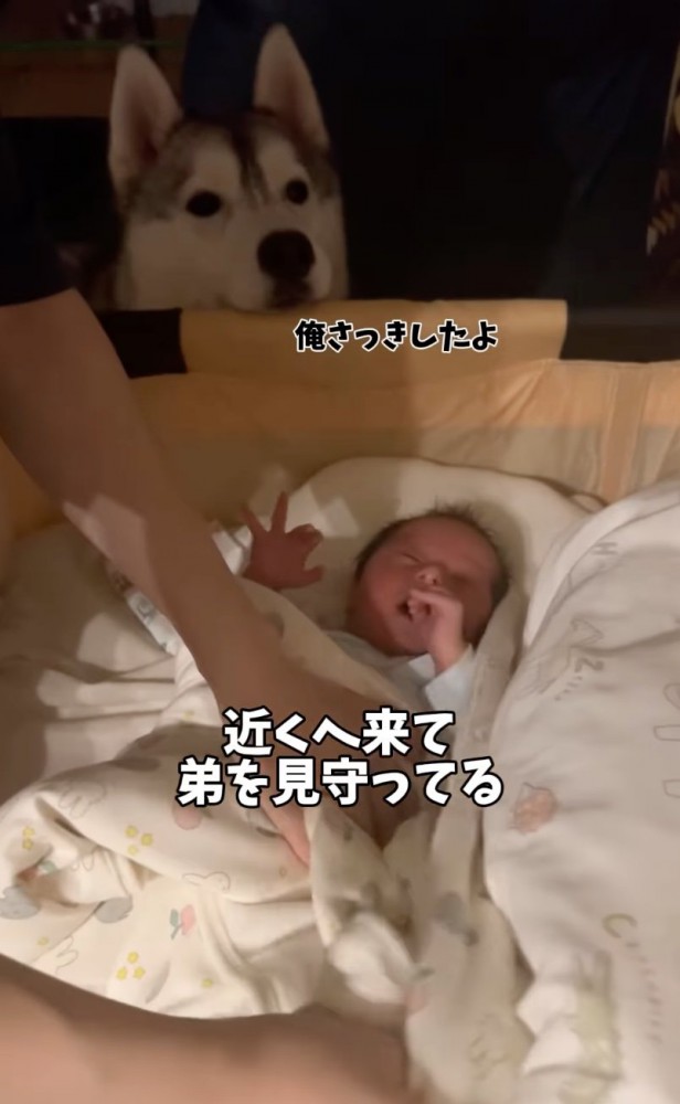 ベッドの隣から覗き込む大型犬