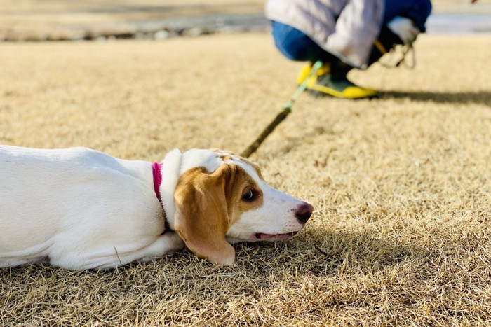 地面に伏せて動かない犬