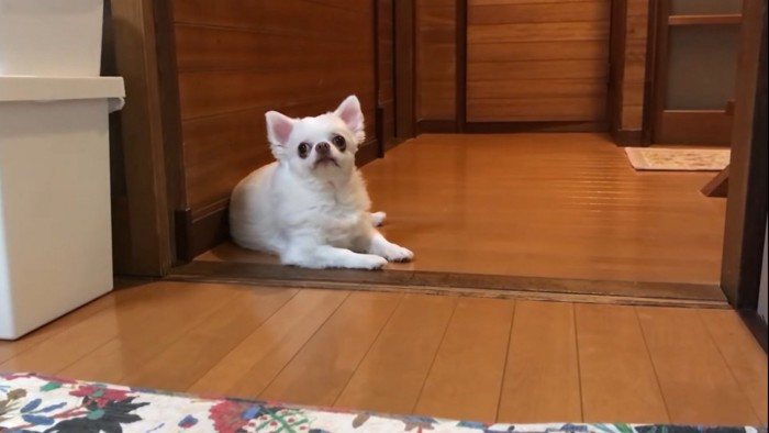 飼い主の方を見上げる犬