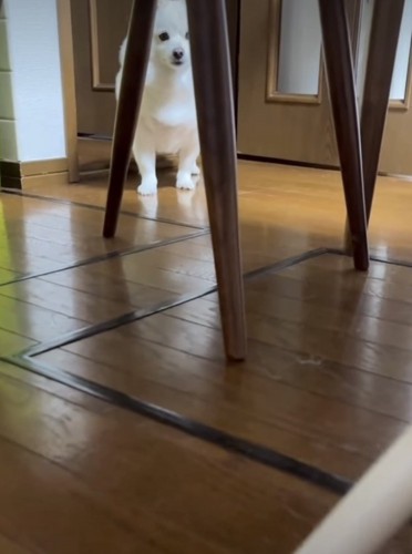 テーブルの下の犬