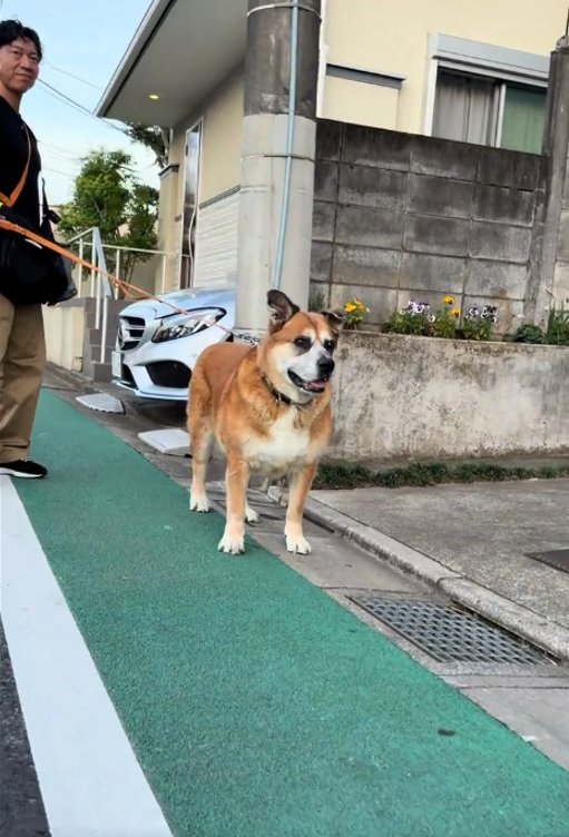 前を見る犬2