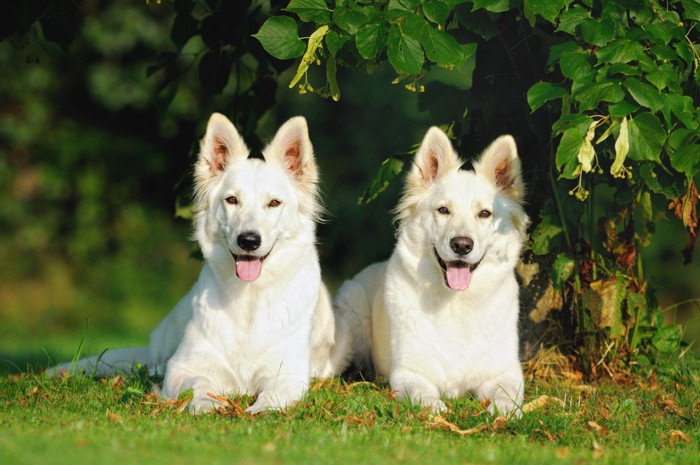 2匹の犬