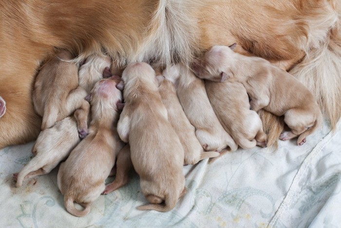 授乳中の生まれたばかりの子犬たち