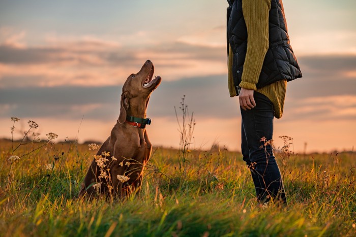 飼い主と向き合って顔を見上げるポインター犬