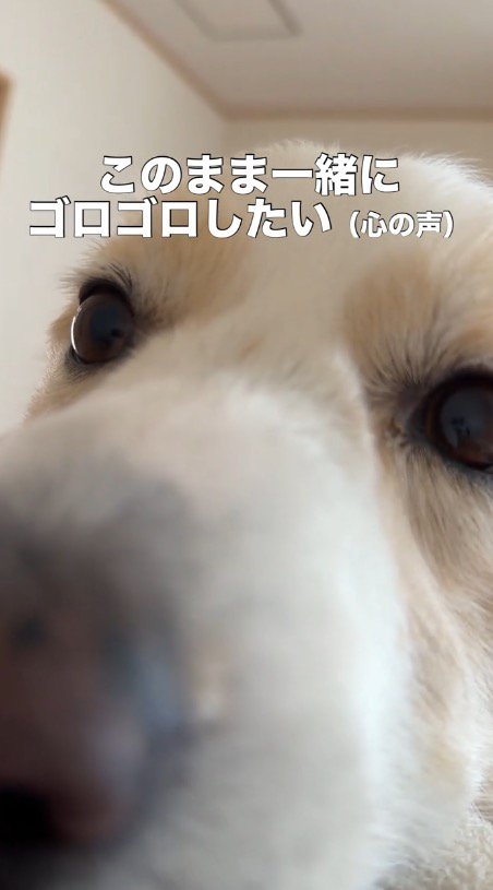 飼い主の体の上に寝転がるボーダーコリー