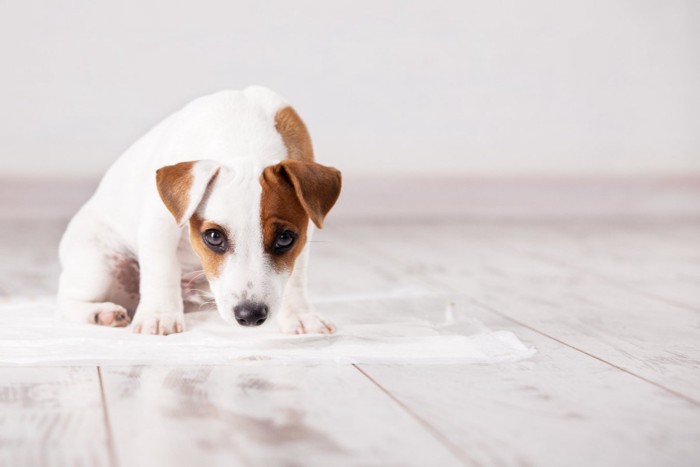 トイレシートの上に乗る子犬