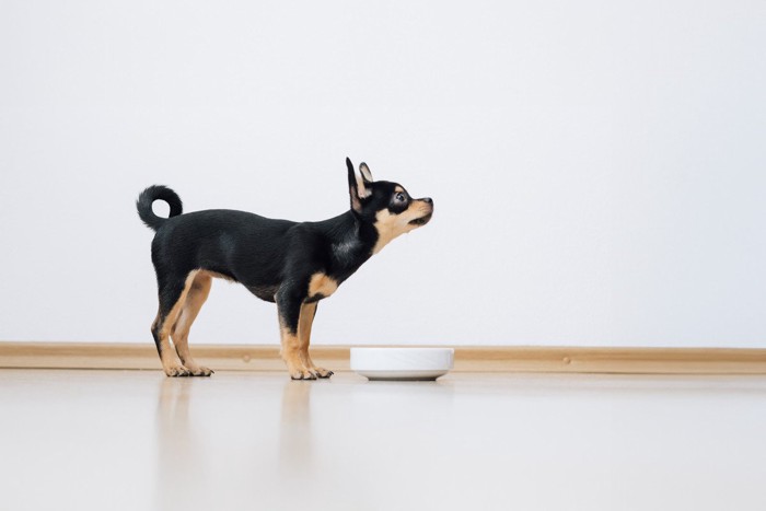ご飯を待っている犬