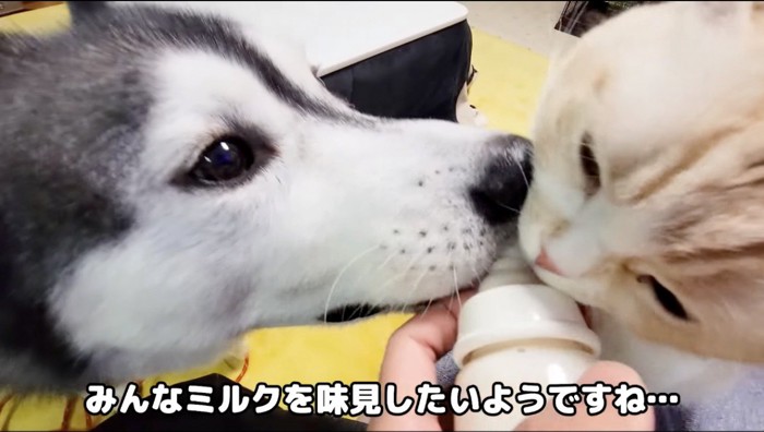 哺乳瓶を左右から舐めるハスキー犬と猫