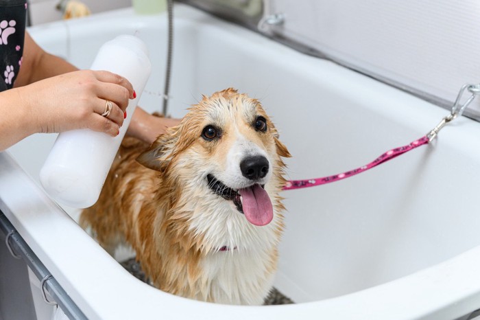 シャンプーをする犬