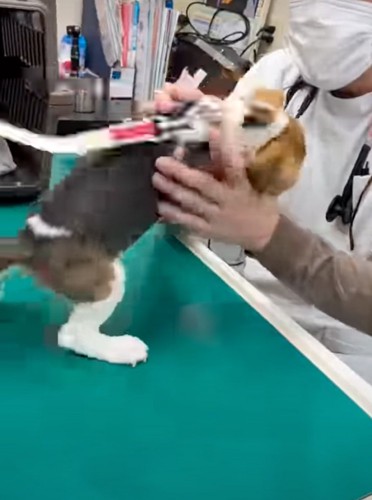 どうにかして手の中から抜け出そうとする犬