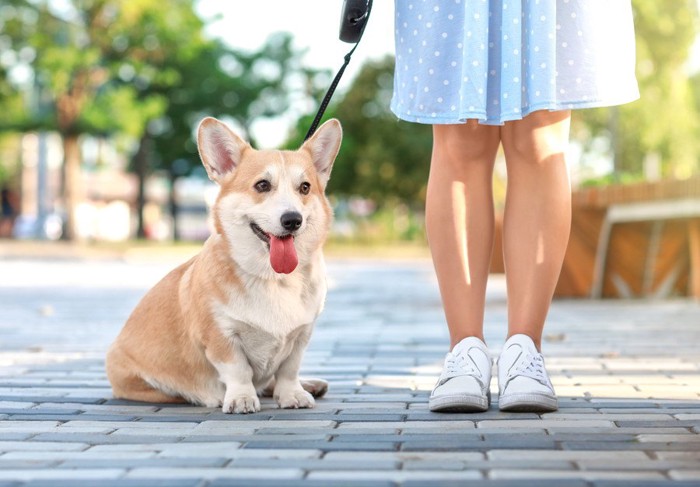 立ち止まる人と犬