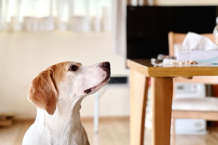 テーブルを覗く犬