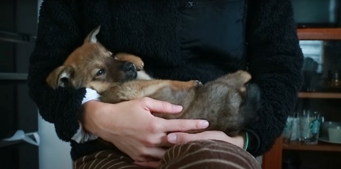 飼い主の腕に抱かれてウトウトする子犬