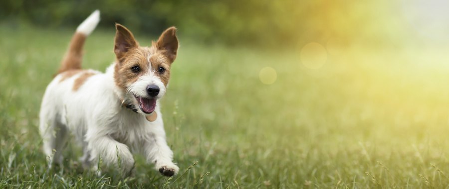 楽しそうに芝生を走る犬