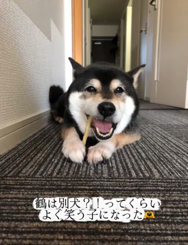 笑顔でガムを噛む老犬