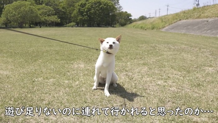 お散歩しようとしたら座り込んで拒否