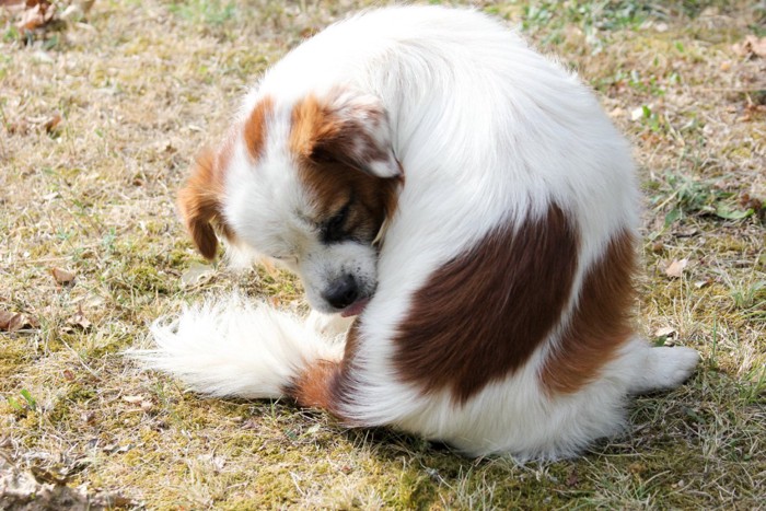 体を舐める犬