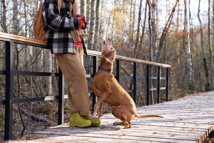吠える犬に動じない飼い主